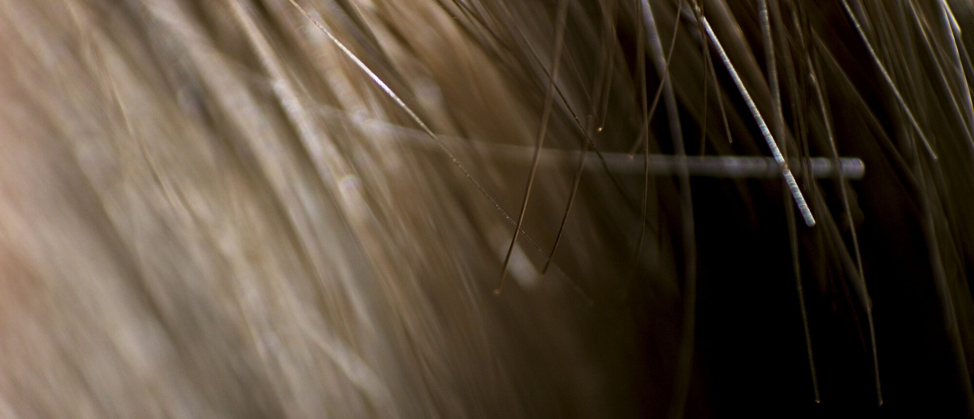 Einzelne Haare im Gegenlicht vor dunklem Hintergrund, Nahaufnahme